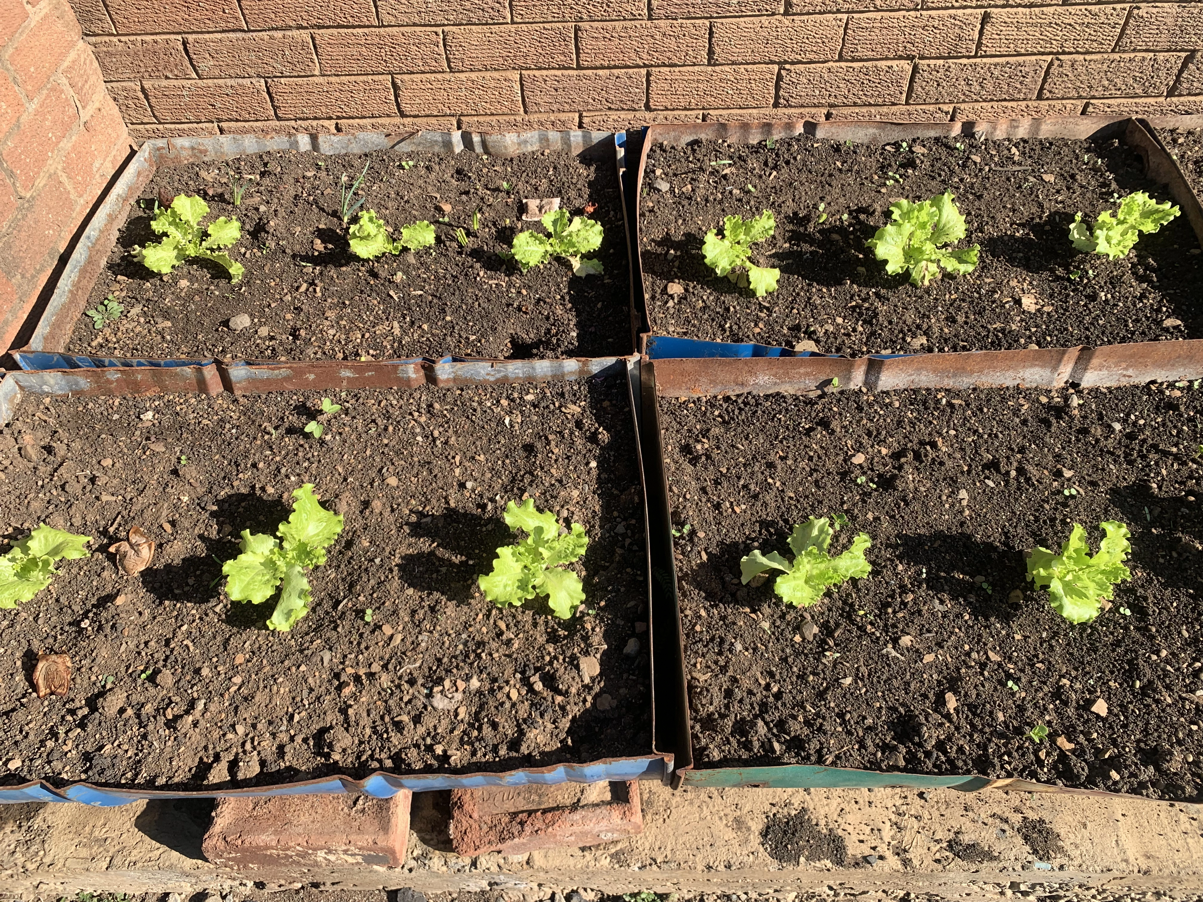Growing space with room for productive seasonal planting.