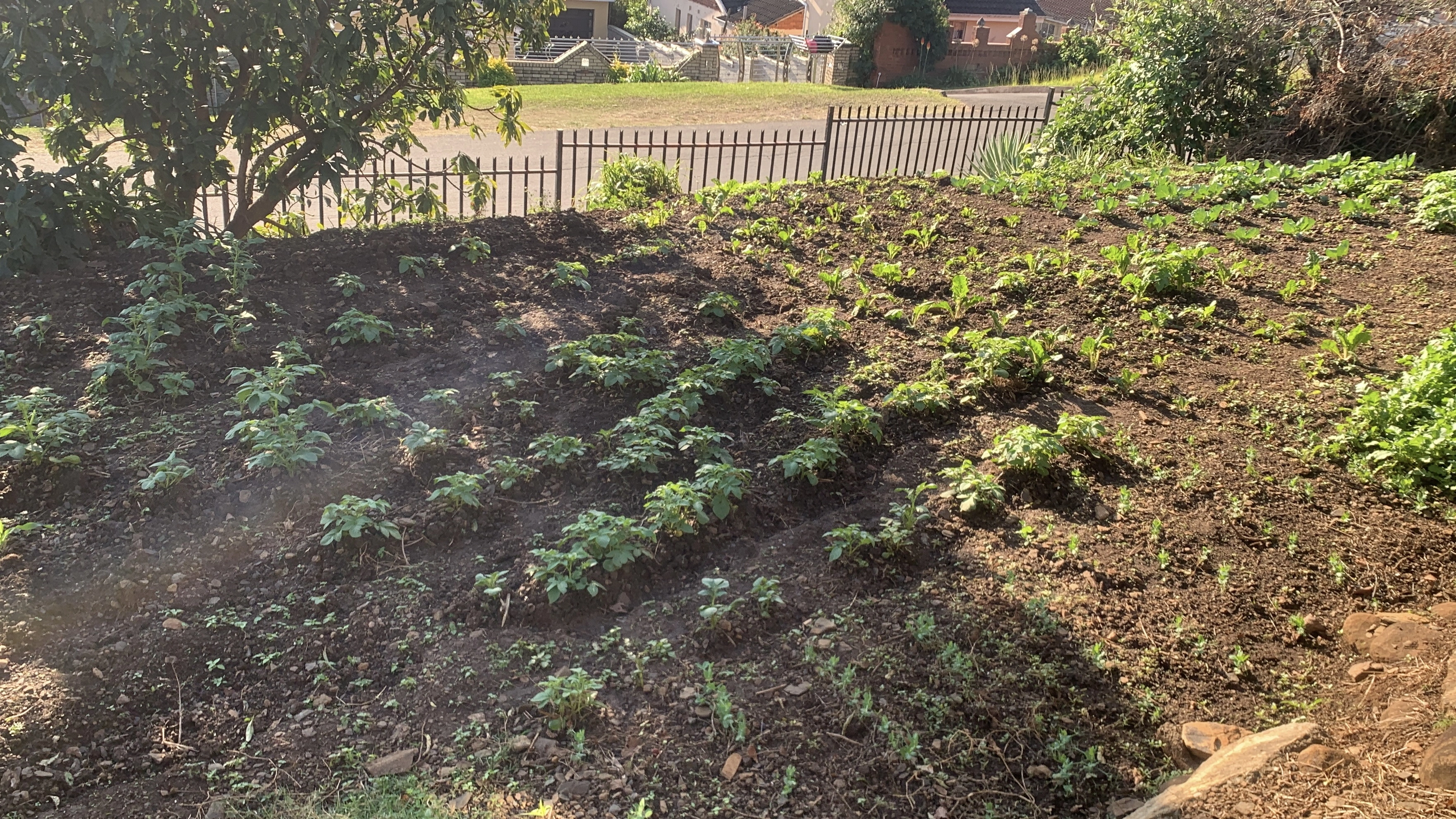 Fresh, healthy growth with a practical layout.