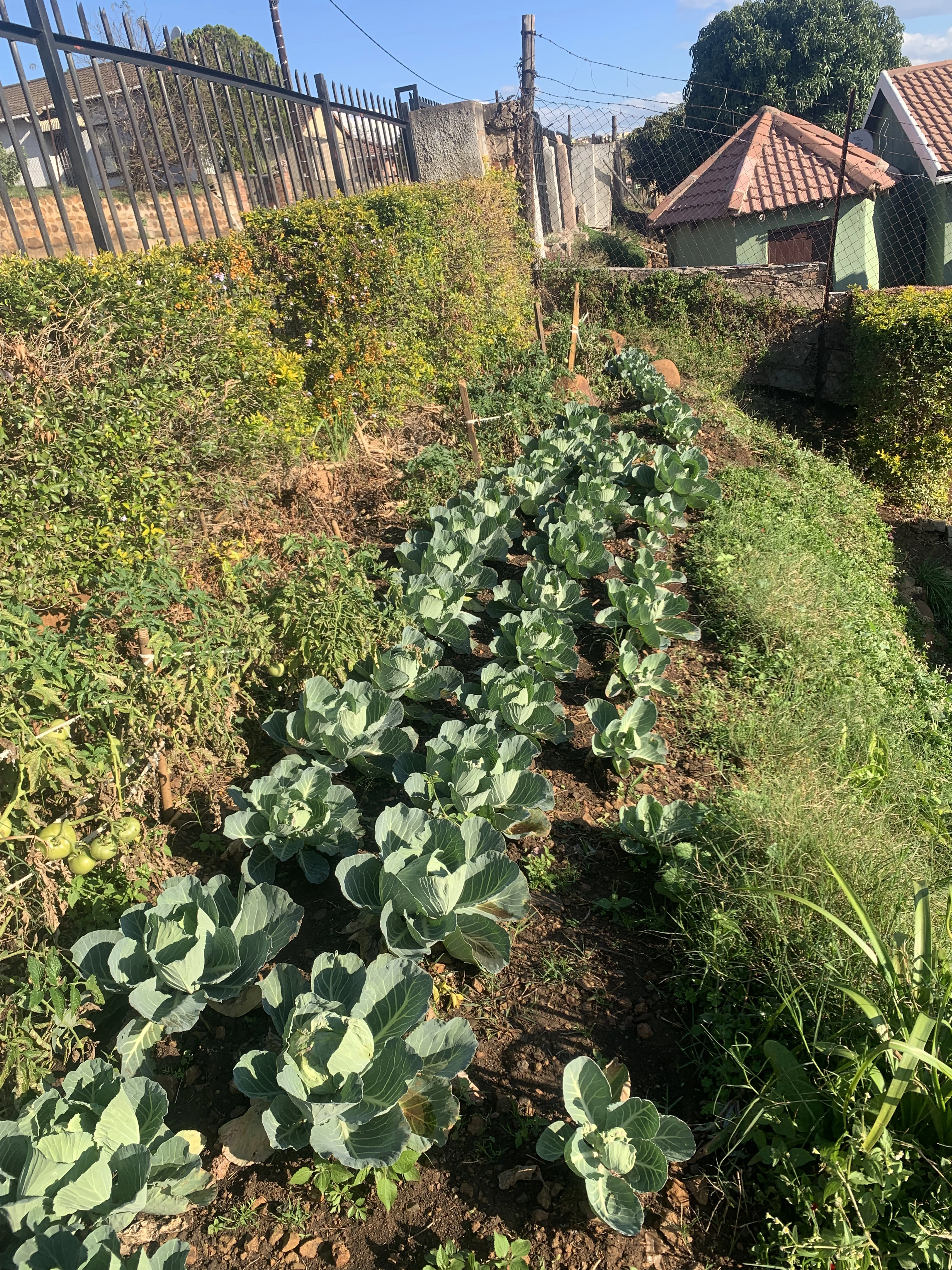 Carefully managed plot with strong natural light.